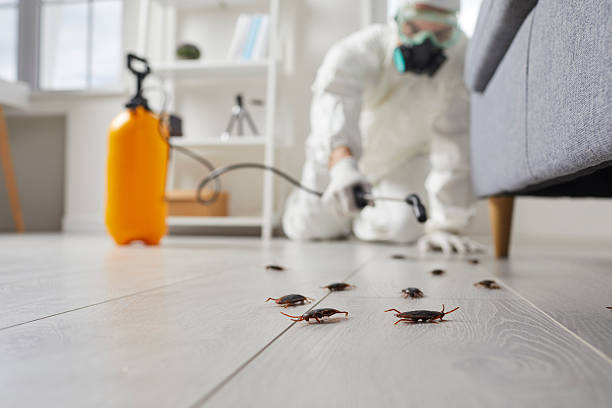 Commercial Rodent Management in Nicholls